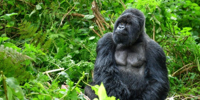 Uganda in Ruanda - v kraljestvu gorskih goril - 24.12.2026