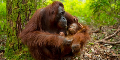 Malezija, Singapur in Sumatra - 25.12.2026