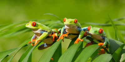 Kostarika in Panama - nepozabno doživetje narave