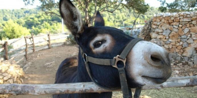 deluxe-biseri-severa-iz-togirja-northern-gems-trogir