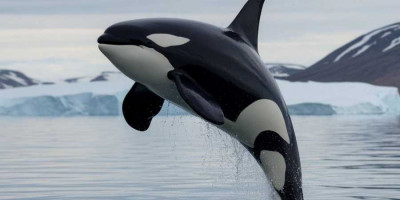 krizarjenje-po-aljaski